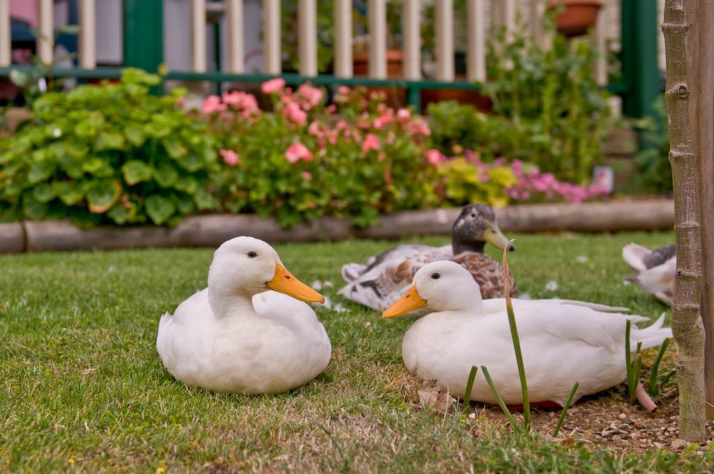 Warragul Gardens Holiday Park Zewnętrze zdjęcie